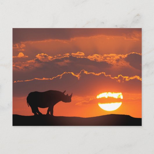 Rhino at sunset, Masai Mara, Kenya ポストカード (正面)