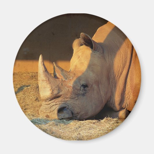 Rhino in Sunset Magnet マグネット (正面)