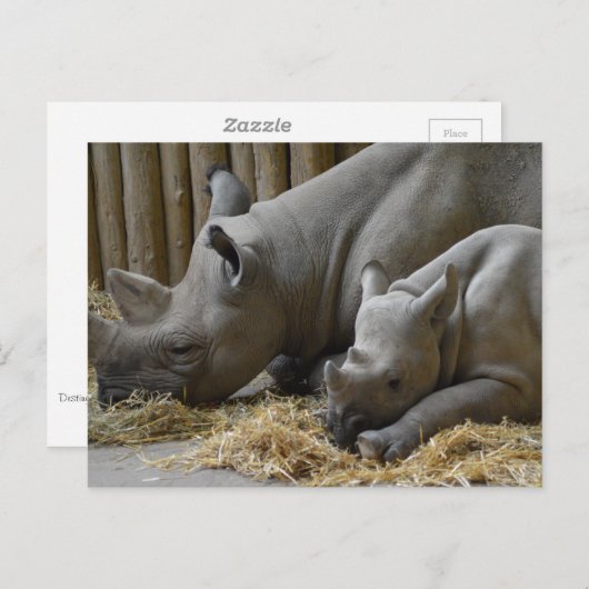 Rhinoceros ポストカード (正面/裏面)
