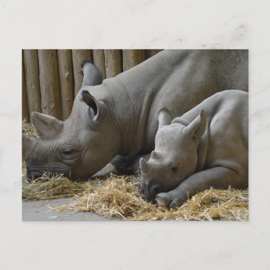 Rhinoceros   ポストカード (正面)