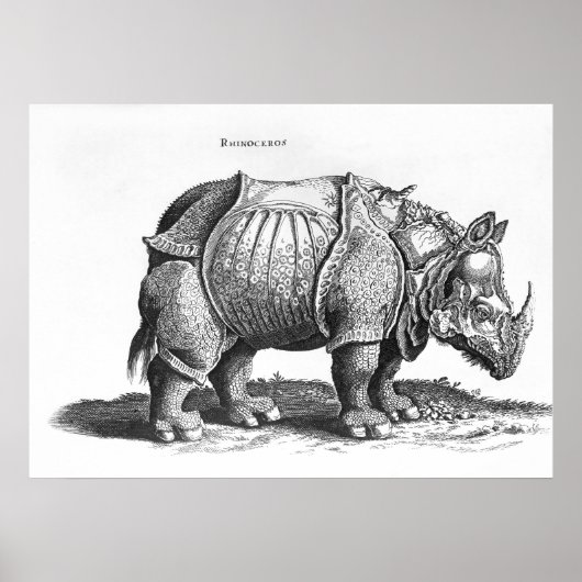Rhinoceros, from 'Historia Animalium' ポスター (正面)