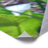 Rhode Island Red Hen ポスター (角)