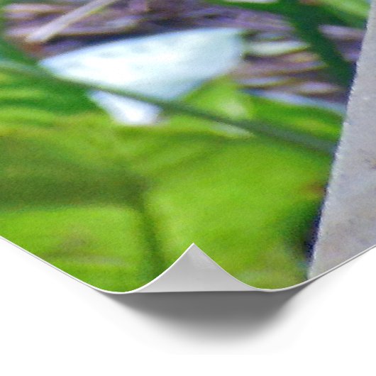 Rhode Island Red Hen ポスター (角)