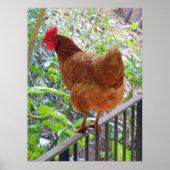 Rhode Island Red Hen ポスター (正面)