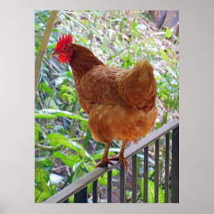 Rhode Island Red Hen ポスター
