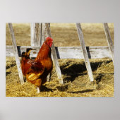 Rhode Island Red Rooster ポスター (正面)