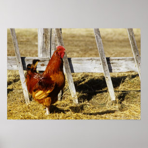 Rhode Island Red Rooster ポスター