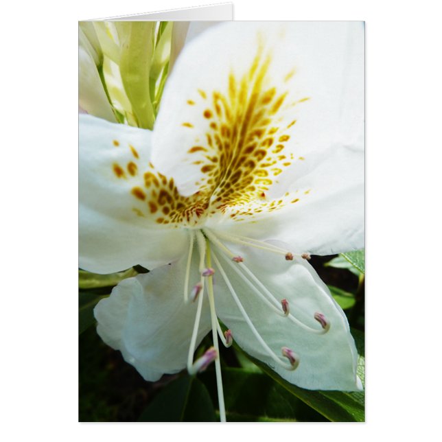 Rhodedendron (正面)