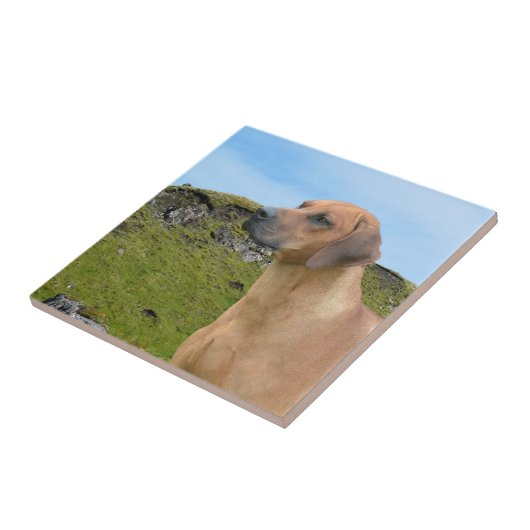 Rhodesian甘いRidgeback犬 タイル (側面)