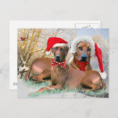 Rhodesian Ridgebackのクリスマスのギフト シーズンポストカード (正面/裏面)