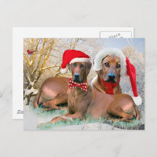 Rhodesian Ridgebackのクリスマスのギフト シーズンポストカード (正面/裏面)