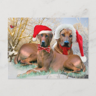 Rhodesian Ridgebackのクリスマスのギフト シーズンポストカード