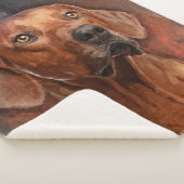 Rhodesian Ridgebackのポートレート シェルパブランケット (3/4)
