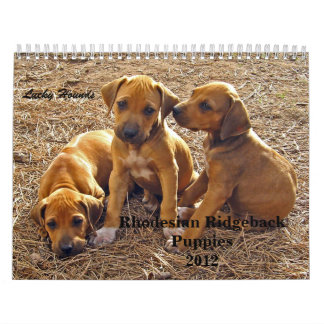 Rhodesian Ridgebackの子犬2012年 カレンダー