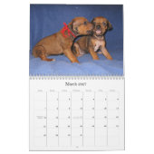 Rhodesian Ridgebackの子犬2013年 カレンダー (3月 2027)