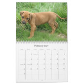 Rhodesian Ridgebackの子犬2013年 カレンダー (2月 2027)