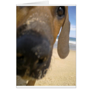 Rhodesian Ridgebackの物