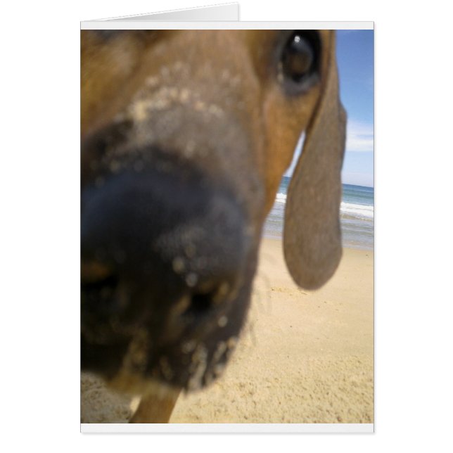 Rhodesian Ridgebackの物 (正面)