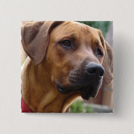 Rhodesian Ridgeback正方形Pin 缶バッジ (正面)