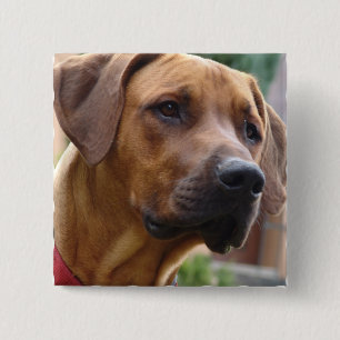 Rhodesian Ridgeback正方形Pin 缶バッジ