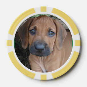 RHODESIAN RIDGEBACK犬ペット品種子犬のポーカー用のチップ ポーカーチップ