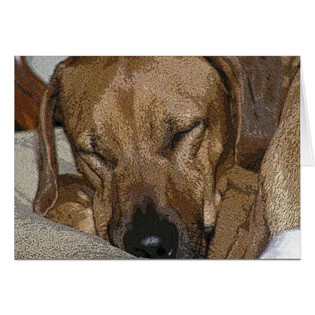 Rhodesian Ridgeback (正面横)