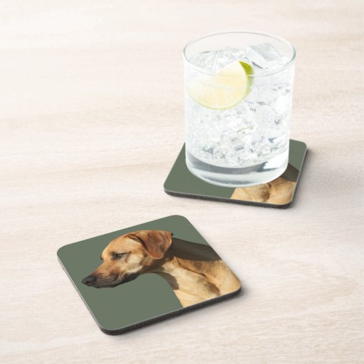 Rhodesian Ridgeback コースター (右側)