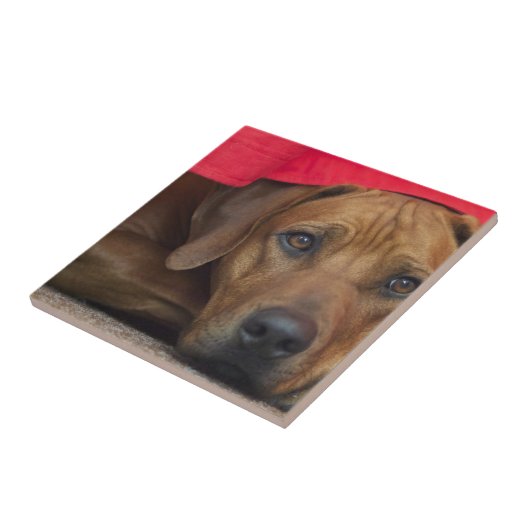 rhodesian-ridgeback タイル (側面)