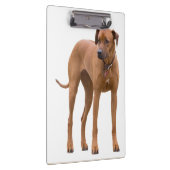 Rhodesian Ridgeback /ドッグフォトクリップボード クリップボード (右)