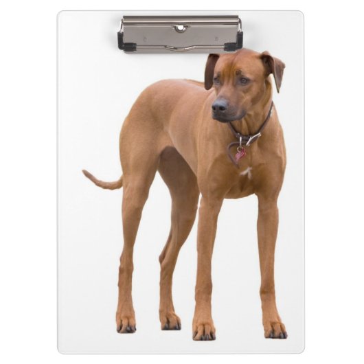 Rhodesian Ridgeback /ドッグフォトクリップボード クリップボード (正面)
