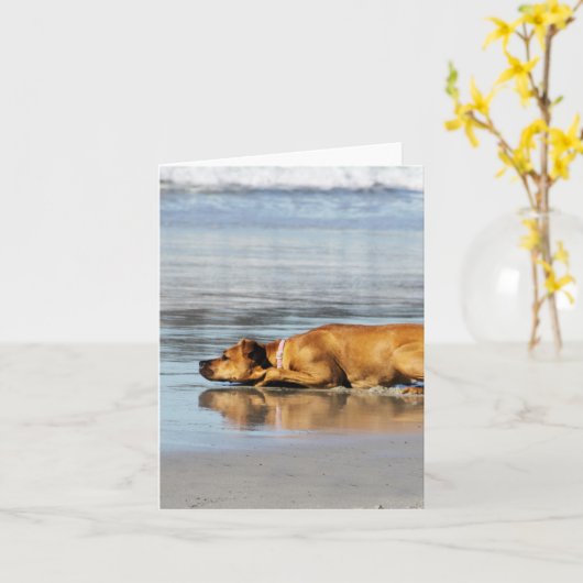 Rhodesian Ridgeback -水は冷たいですか。 カード (黄色い花)