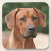 Rhodesian Ridgeback onderzetters コースター (正面)