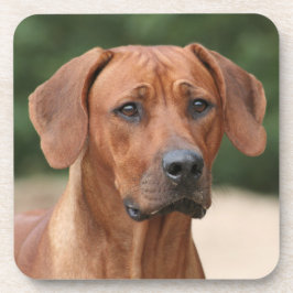Rhodesian Ridgeback onderzetters コースター