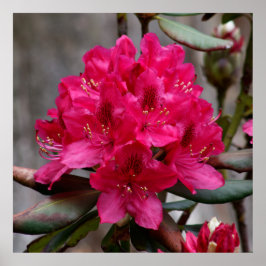 Rhododendron ポスター