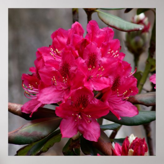 Rhododendron ポスター (正面)