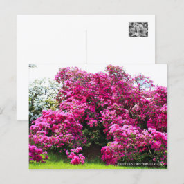Rhododendron Hirado Azarea ポストカード
