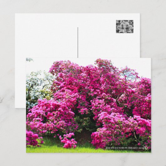 Rhododendron Hirado Azarea ポストカード (正面/裏面)