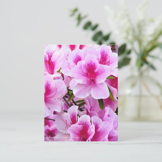 Rhododendron Hirado Azarea ポストカード (スタンド正面)