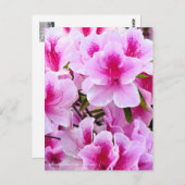 Rhododendron Hirado Azarea ポストカード (正面/裏面)