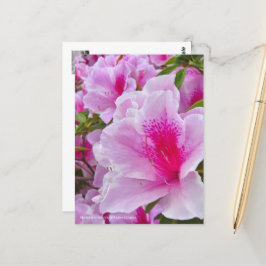 Rhododendron Hirado Azarea ポストカード