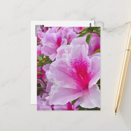 Rhododendron Hirado Azarea ポストカード (正面/裏面インサイチュ)