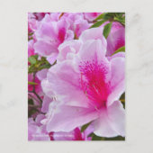 Rhododendron Hirado Azarea ポストカード (正面)