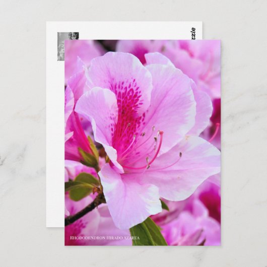 Rhododendron Hirado Azarea ポストカード (正面/裏面)