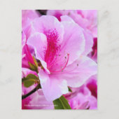 Rhododendron Hirado Azarea ポストカード (正面)