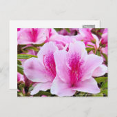 Rhododendron Hirado Azarea ポストカード (正面/裏面)