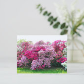 Rhododendron: Hirado-Tsutsuji ポストカード (スタンド正面)