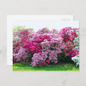 Rhododendron: Hirado-Tsutsuji ポストカード (正面/裏面)