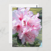 Rhododendron 'Hydon Down' ポストカード (正面/裏面)