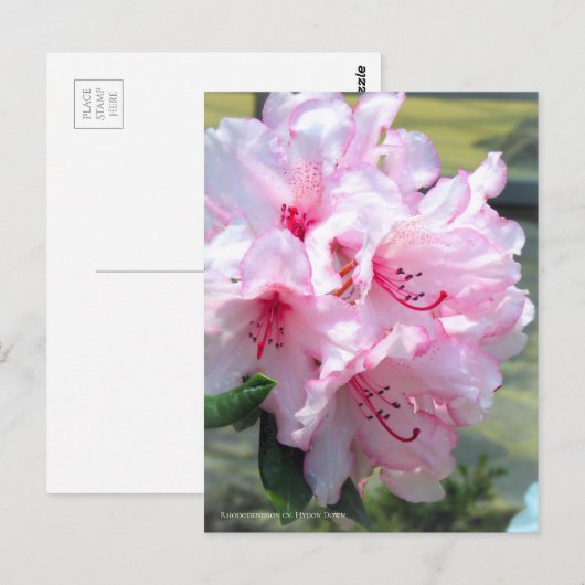 Rhododendron 'Hydon Down' ポストカード (正面/裏面)