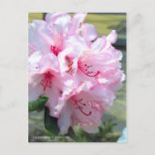 Rhododendron 'Hydon Down' ポストカード (正面)